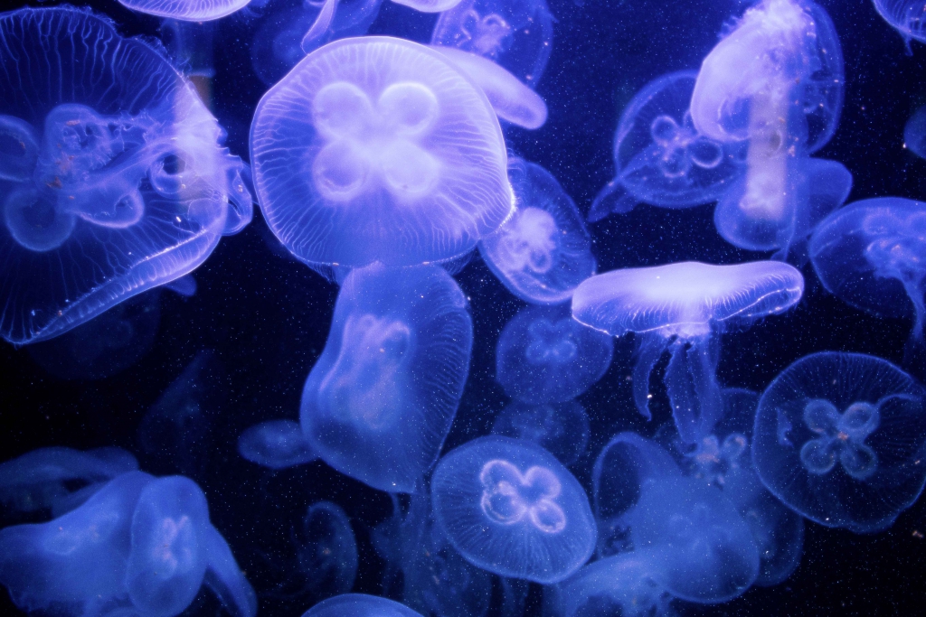 jellyfish animal photography